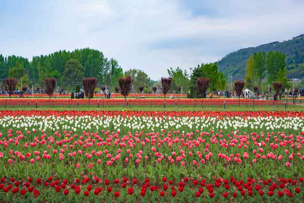 Tulip_Garden